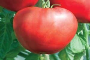 Opis odrody paradajok Heart of Beauty, odporúčania pre pestovanie
