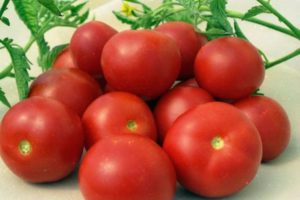 Beskrivelse af tomatsorten Generøsitet, dyrkningsegenskaber og udbytte
