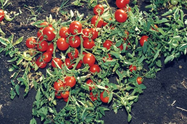 eierstok tomaten