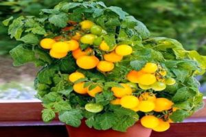 Mô tả về giống cà chua titmouse, khuyến nghị trồng