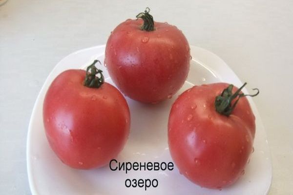  tomaat lila meer
