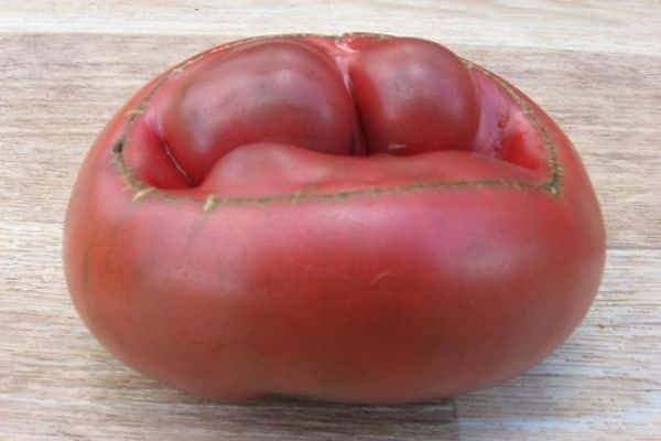 korjattu tomaatti