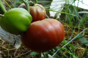 Descripción de la variedad de tomate Lilac Lake, características de cultivo y reseñas de jardineros.