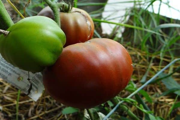 recenzje pomidorów