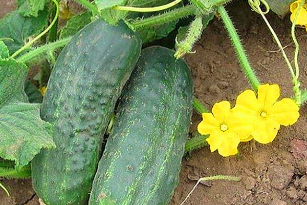 Emelya's cucumber in the garden