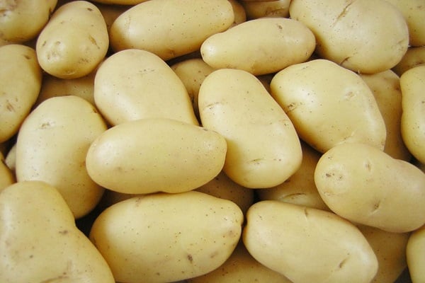odrody zemiakov