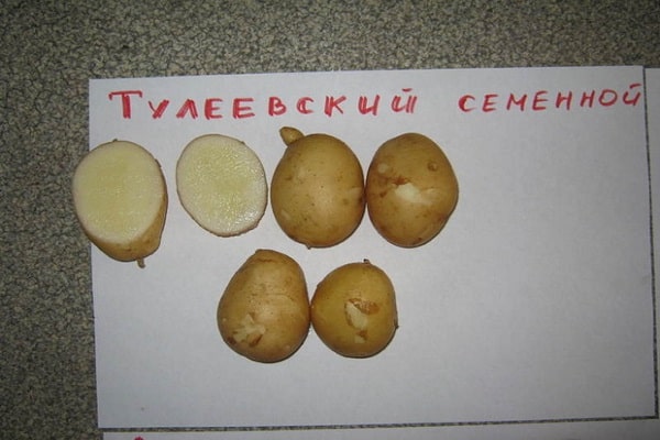 tubers are