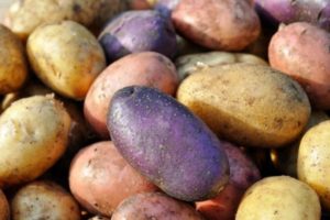 Gennemgang af de bedste kartoffelsorter med en beskrivelse