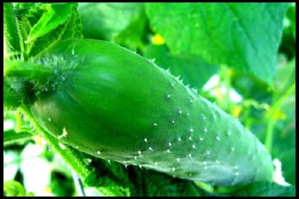 delicious cucumbers