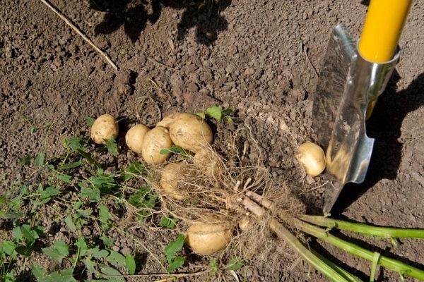 desenterrar batatas