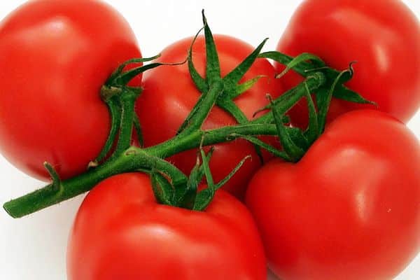 pomidorai ant šakos