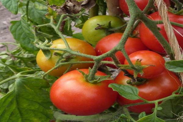 עגבניה בגינה