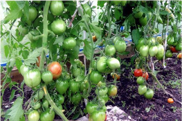 tomate en invernadero