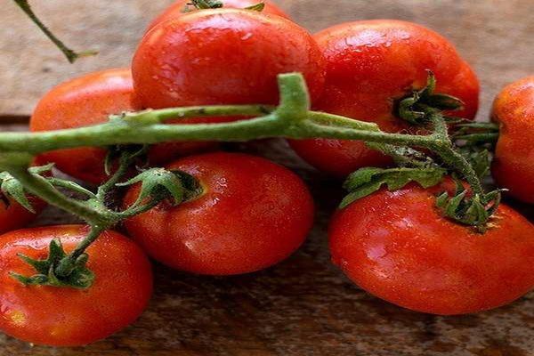 subarktische Tomaten