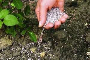 El uso de fertilizantes superfosfato para alimentar pepinos en invernadero y campo abierto.