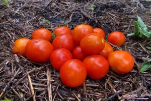 Kuvaus tomaattilajikkeesta Amur bole, sen ominaisuuksista ja hoitoominaisuuksista