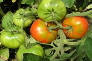 Opis sorte rajčice poslovne dame, njegove karakteristike i skrb