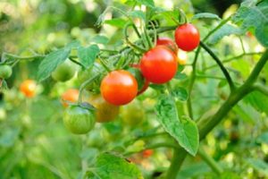 Beskrivning av Bon Appetit-tomatsorten, funktioner för odling och vård