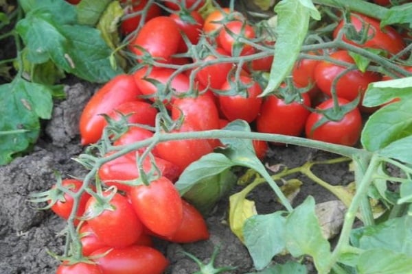 Tomaten werden geerntet