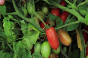 Charakteristiky odrody paradajok Briskolino, najmä pestovanie a starostlivosť o plodiny