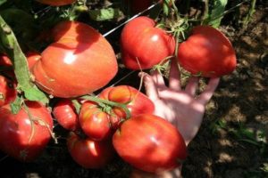 Descripción de la variedad de tomate Miracle Altai, características de cultivo y cuidado.