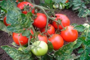 Pomidorų veislės šalies augintinio aprašymas, jo savybės ir produktyvumas