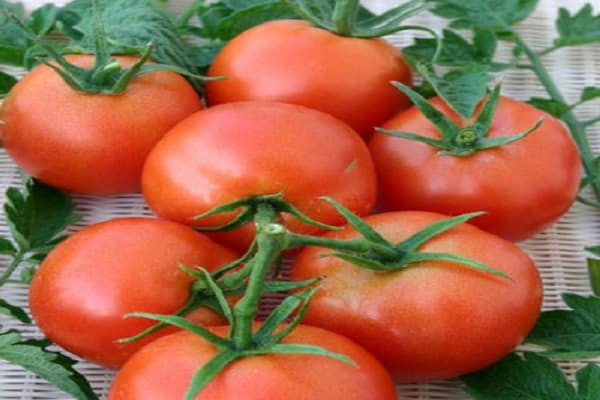 dunnin tomaatti