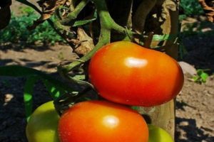 Beskrivelse af Dann-tomatsorten, dens egenskaber og dyrkning
