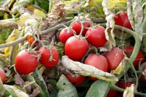 Donna Anna tomātu šķirnes un tās īpašību apraksts