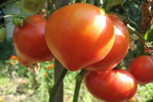 Descrizione della varietà di pomodoro Anima della Siberia, sue caratteristiche e produttività
