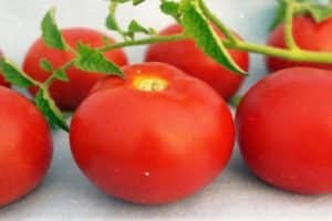 Firavun domatesinin tanımı ve özellikleri, olumlu nitelikleri