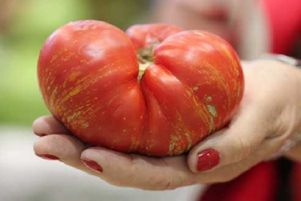 tomaatti ilotulitus