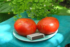 Kuvaus tomaattilajikkeesta Ilotulitus, sen ominaisuudet ja viljelyominaisuudet