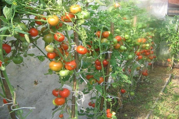 pomidorų gamayun