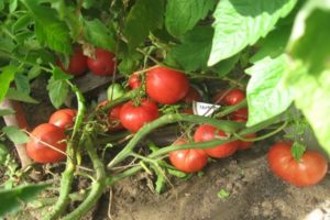 Beschrijving van de tomatensoort Gamayun, kenmerken van teelt en verzorging