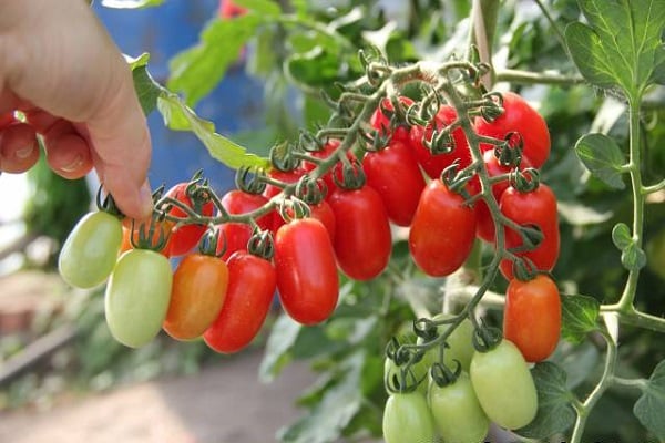 tomaatti golitsyn
