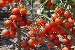 Description of the potted red tomato variety, features of cultivation and care