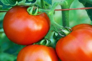 Opis odmiany pomidora Tsar F1, jej plon