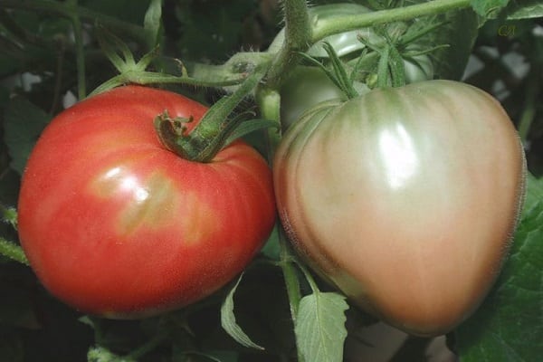 palyginti pomidorus