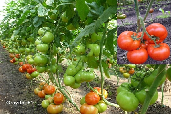 pomidorų gravitacija