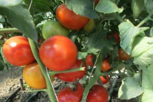 Descrizione della varietà di pomodoro Gravità, caratteristiche di coltivazione e cura