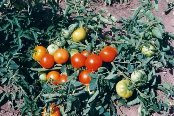grožđa od rajčice