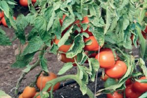 Beschrijving van het tomatenras Groot, zijn kenmerken en zorg