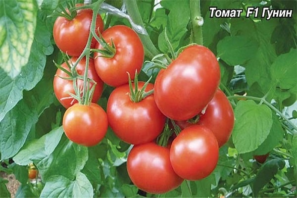 domates fidanları