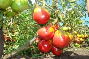 Descripción de la variedad de tomate Ivan Kupala y sus características.