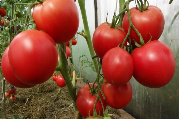 Tomaten reichlich vorhanden