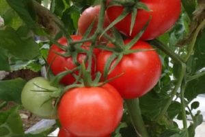 Beschrijving van het tomatenras Izobilny F1, zijn kenmerken