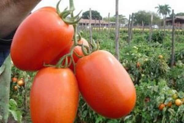 tomato is not capricious