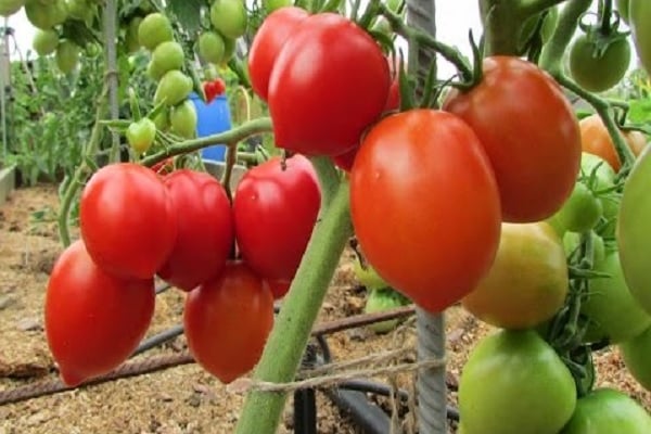 paradajková kôra