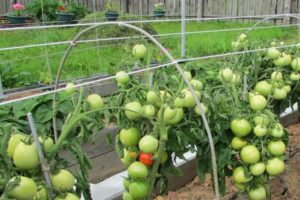 Opis odmiany pomidora Cypress, jej właściwości i plon